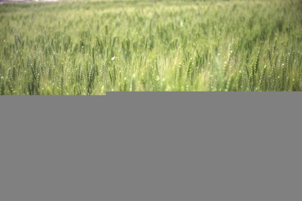 让球盘深度解析：从概念到实战，jdb电子下载地址带你玩转盘口